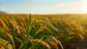 Sem prato vazio! Governo toma medida e faz COMUNICADO OFICIAL para alertar sobre arroz importado