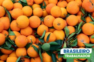 Limeira lidera a produção de laranjas: 80% do Brasil na cidade