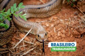 Descoberta Revolucionária: Antídoto de Cobra Criado com Sangue Humano