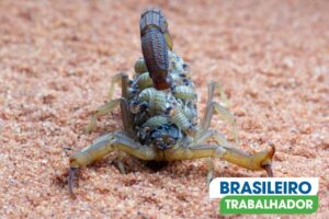 Como Manter Escorpiões Longe de Casa com Plantas Naturais