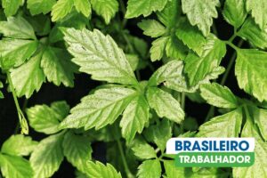 Gynostemma: A Planta Milagrosa que Protege o Coração e Controla a Glicose