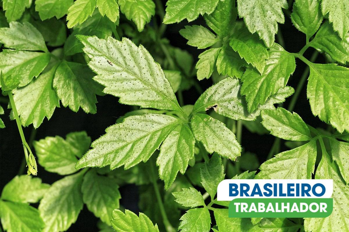 Gynostemma: A Planta Milagrosa que Protege o Coração e Controla a Glicose.