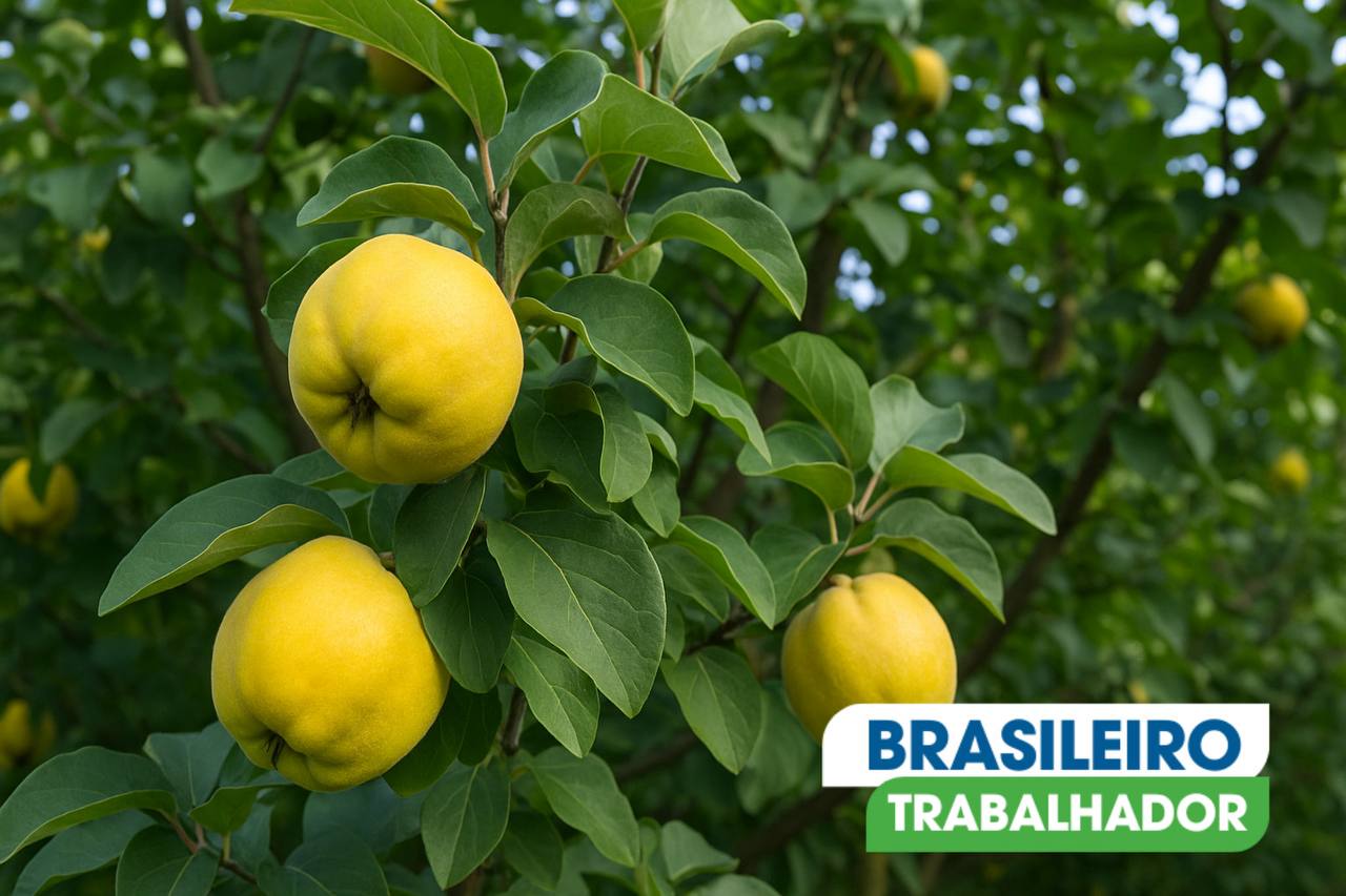 Você conhece o marmeleiro? O nome e o fruto vão te surpreender.
