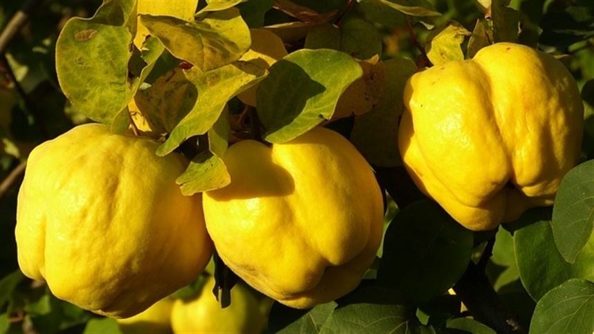 Você conhece o marmeleiro? O nome e o fruto vão te surpreender