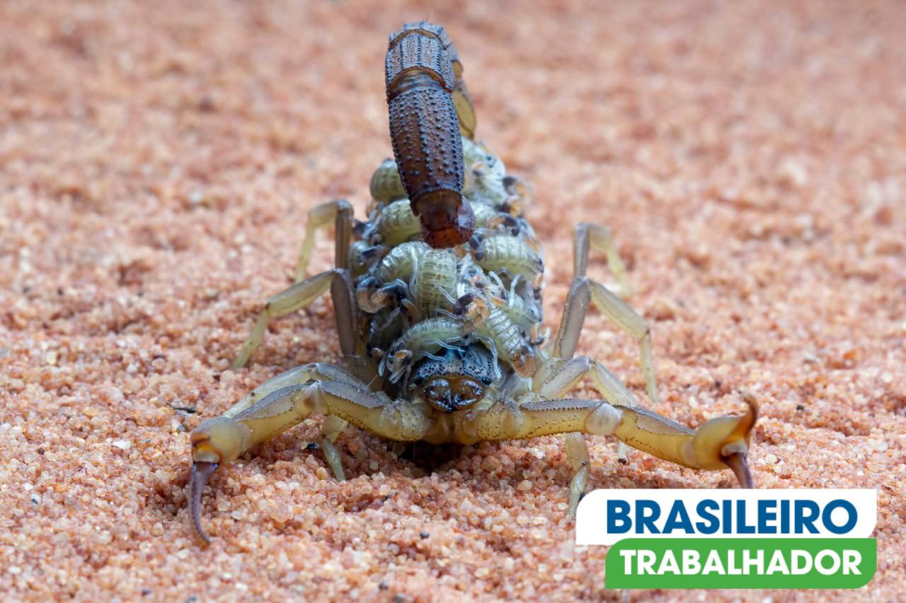 Como Manter Escorpiões Longe de Casa com Plantas Naturais.
